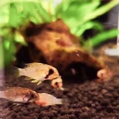 【値下げ】アピストグラマ　メガストマ　稚魚5匹セットの画像
