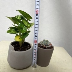 生活雑貨 家庭用品 ガーデニング