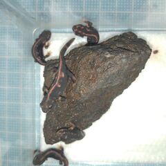 【値下げ】オキナワシリケンイモリ幼体5匹（上陸済み、人工餌OK、送料別）#202408の画像