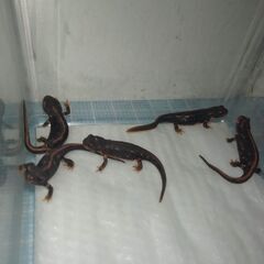 【値下げ】オキナワシリケンイモリ幼体5匹（上陸済み、人工餌OK、...