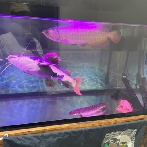 あなたの大切な熱帯魚や水槽などお引き取り致します🐠 (Aqua Time