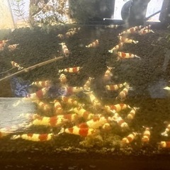 ビーシュリンプ　5匹の画像