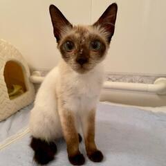ブルーの瞳がきれいな子猫です - 福岡市