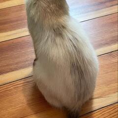 ブルーの瞳がきれいな子猫です - 猫