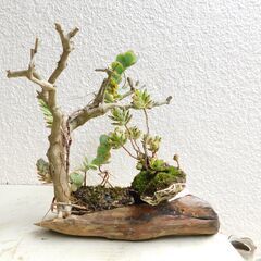 枯れ木にラウヒー