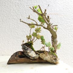 枯れ木にラウヒーの画像