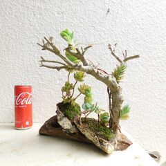 枯れ木にラウヒーの画像