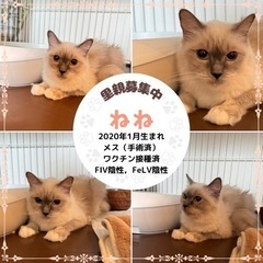 ラグドール　女の子　ブリーダーレスキュー