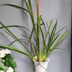 シンビジューム 桐壺