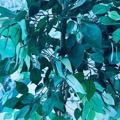 決まりました：ダミー観葉植物