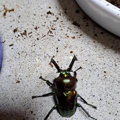 ニジイロクワガタ、オオクワガタ