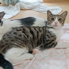 おしゃべりおしゃまのきじ白しまさん　１才半 - 横浜市