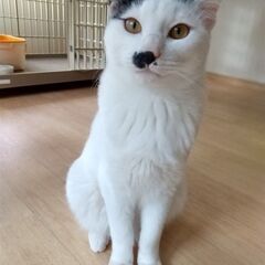 おしゃべりおしゃまのきじ白しまさん　１才半 - 猫