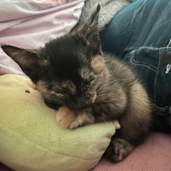サビ猫