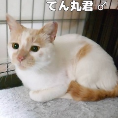 茶白のてんちゃん♂