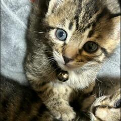 (銀鈴)１ヶ月　子猫