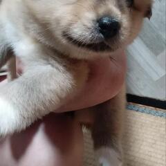 今月5月１日に生まれの雑種犬