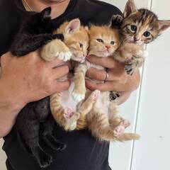 生後1か月子猫＊*里親様探しています！