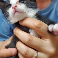 サビ猫　メス　ハチワレ２匹　オス　　　2ヶ月ぐらい里親募集中
