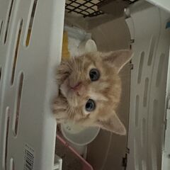 生後1ヶ月のメスの猫ちゃんです
