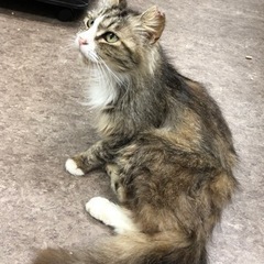 人慣れしててとても可愛いお母さん猫