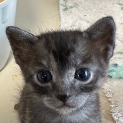5月5日産まれ♡グレー男子🐱(←相談中)グレー女子🐱(←相談中)...