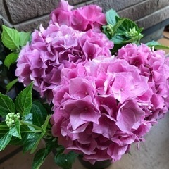 アジサイ　紫陽花　お花　苗木　ガーデン①生活雑貨 家庭用品 ガー...