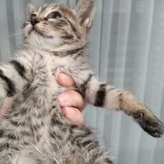 子猫の里親募集
