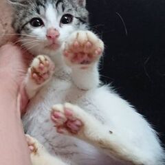生後2ヶ月子猫兄弟元気！