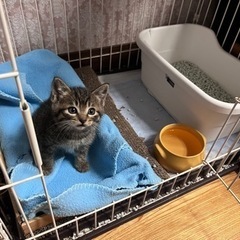 【お話し中】懐っこい母猫と子猫