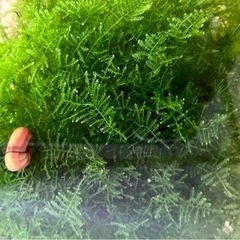 南米モス 10gウィローモス　水草