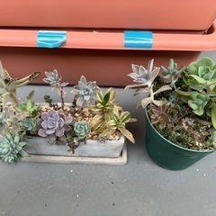 多肉植物　寄せ植え　2点セットの画像
