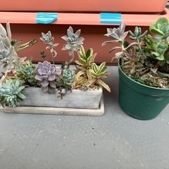 多肉植物　寄せ植え　2点セットの画像