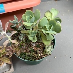 多肉植物　寄せ植え　2点セットの画像