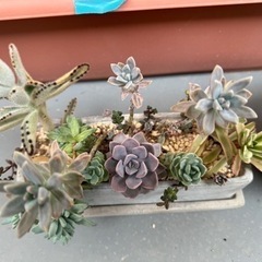 多肉植物　寄せ植え　2点セットの画像