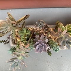 多肉植物　寄せ植え　2点セットの画像