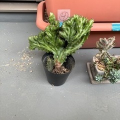 多肉植物　ラクテア　魔界麒麟　抜き苗　おまけつきの画像