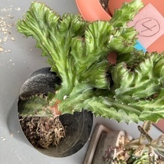 多肉植物　ラクテア　魔界麒麟　抜き苗　おまけつきの画像