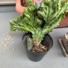 多肉植物　ラクテア　魔界麒麟　抜き苗　おまけつきの画像