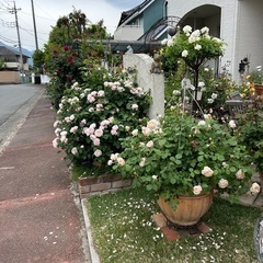 鉢植え薔薇売りますの画像