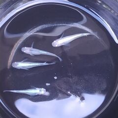 ミックスメダカ４匹セット