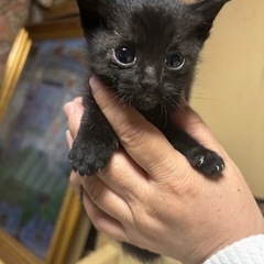 かわいい子猫5匹