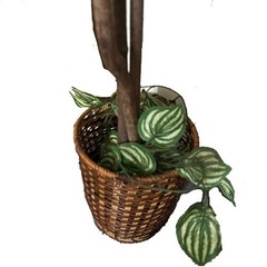 人工観葉植物♥️ ベンジャミン　150cm 鉢付き　インテリア　お洒落の画像