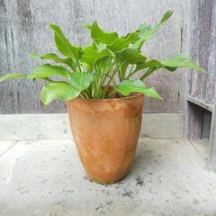 キボウシ　鉢ごと譲ります