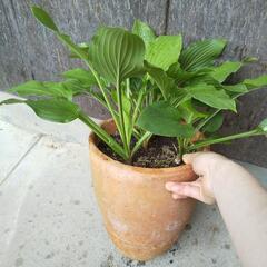 キボウシ　鉢ごと譲りますの画像