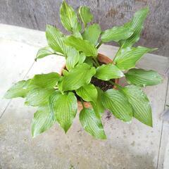 キボウシ　鉢ごと譲りますの画像