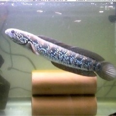 熱帯魚　コウタイ