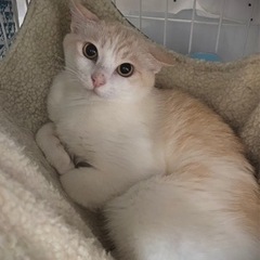 ミルクちゃん♀推定2歳💗穏やかなまろやかな可愛い子です