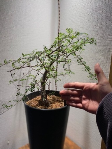 オペルクリアデカリー実生大
