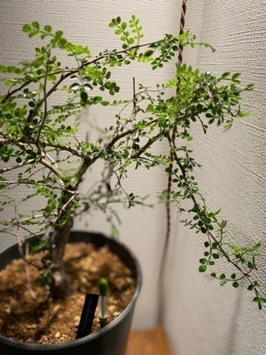 オペルクリアデカリー実生大